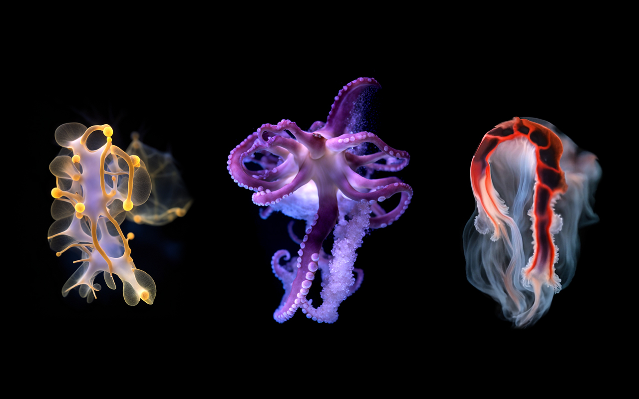 Embodied Simulation at Tribeca Film Festival project